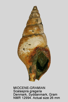 MIOCENE-GRAMIAN Scalaspira gregaria.jpg - MIOCENE-GRAMIANScalaspira gregaria(Philippi,1845)